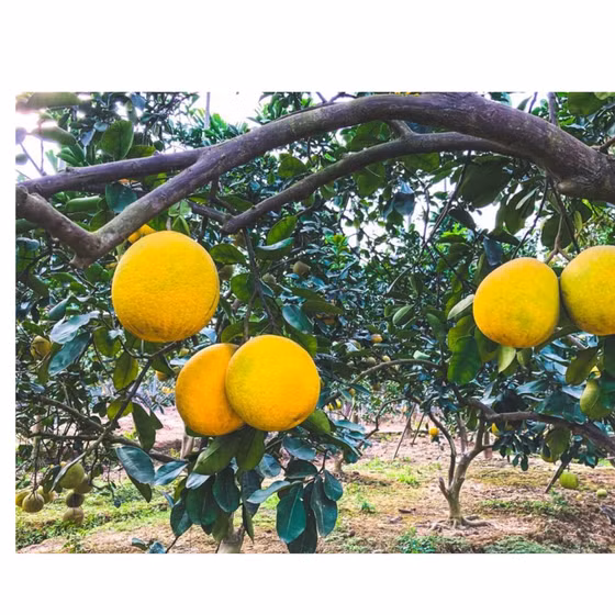 Bưởi tôm vàng Thượng Mỗ