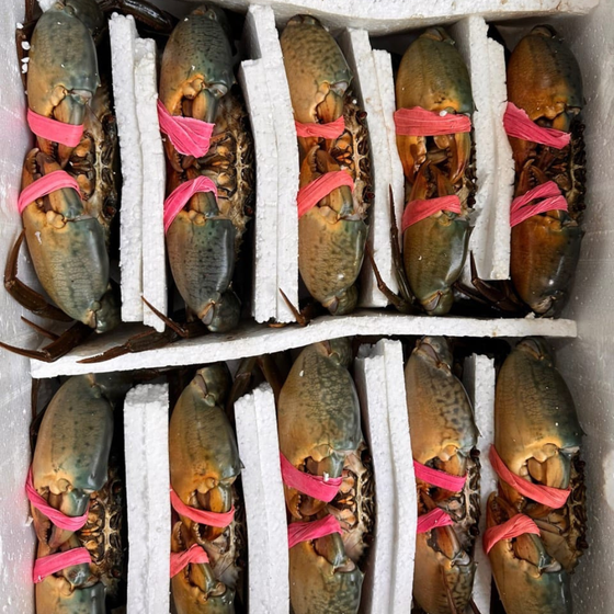 Cua biển sinh thái 