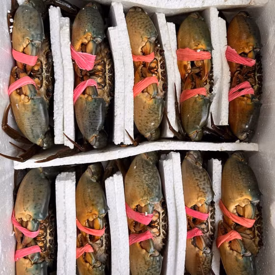 Cua biển sinh thái 