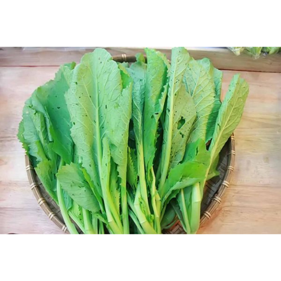Rau cải xanh hữu cơ Vinh Hà