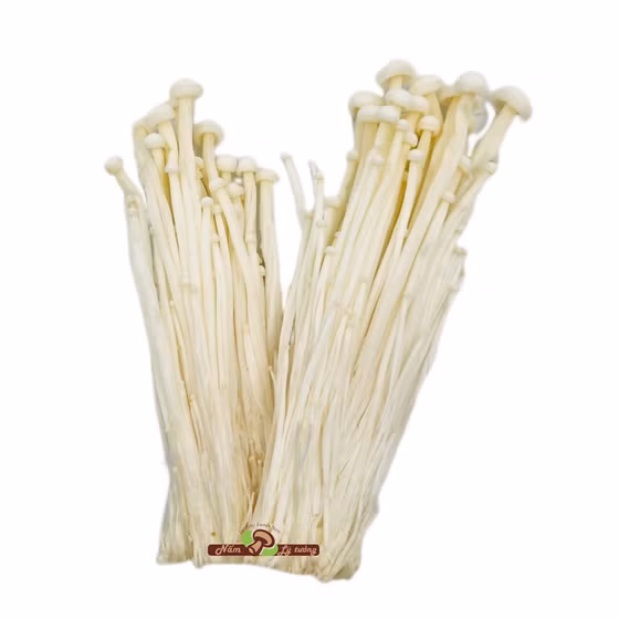 Nấm kim châm Kinoko