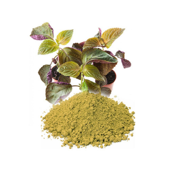 Bột tía tô