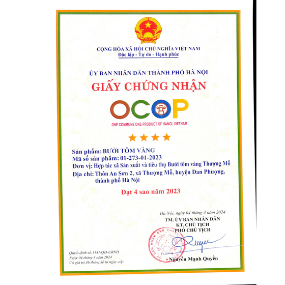 Bưởi tôm vàng Thượng Mỗ