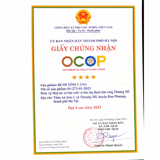 Bưởi tôm vàng Thượng Mỗ