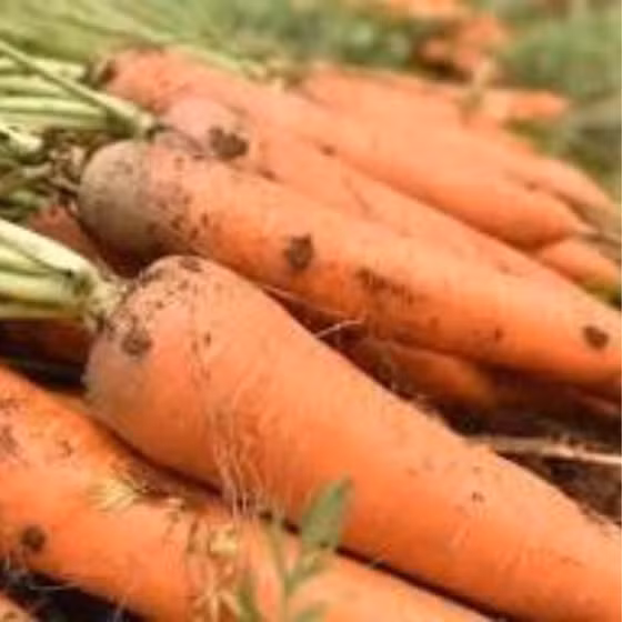 Cà rốt sạch Đông Anh