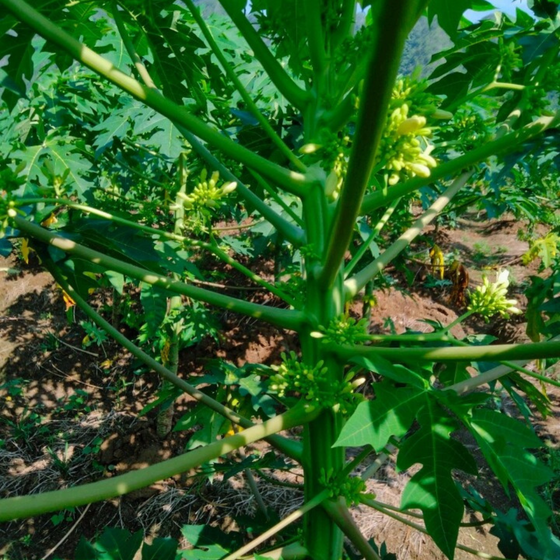 Trà hoa đu đủ Song Linh