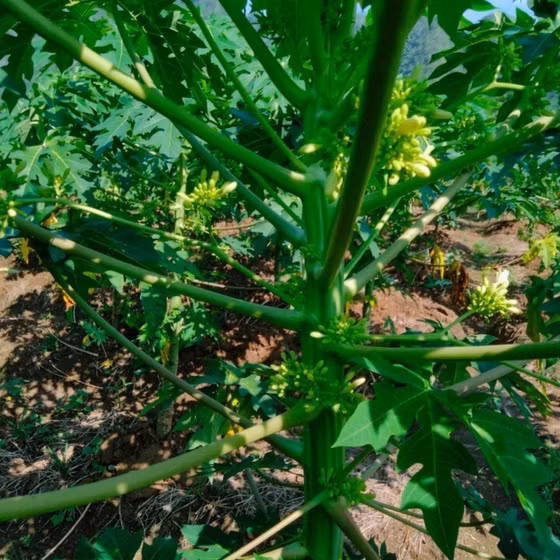 Trà hoa đu đủ Song Linh