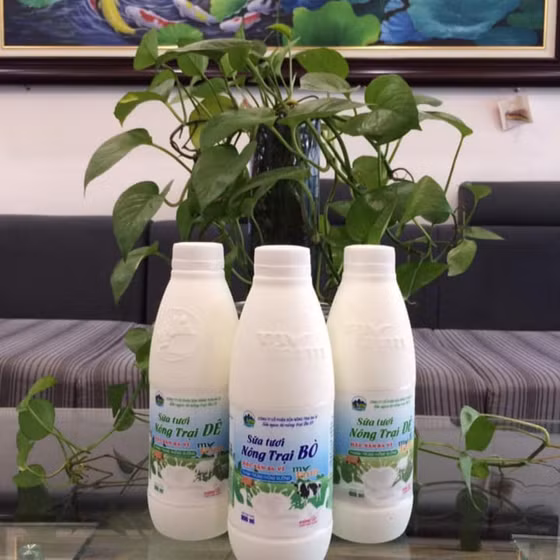  Sữa tươi nông trại bò thanh trùng Myfarm