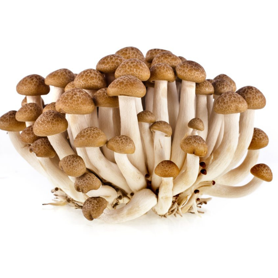 Nấm ngọc châm nâu KMS