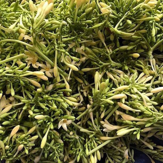 Trà hoa đu đủ Song Linh