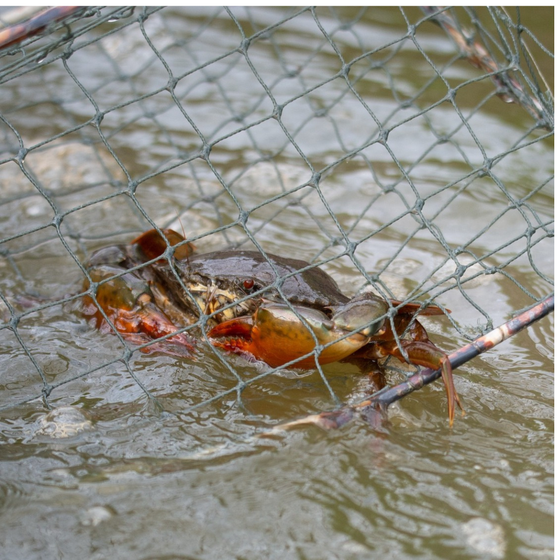 Cua biển sinh thái 