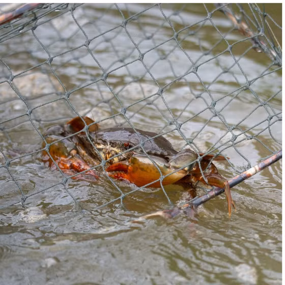 Cua biển sinh thái 