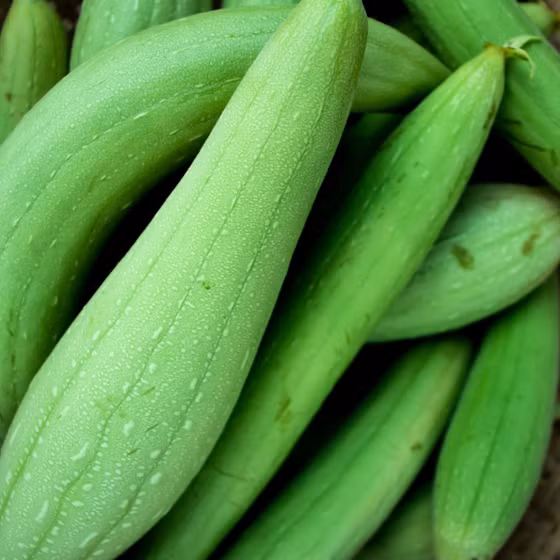 Mướp hương