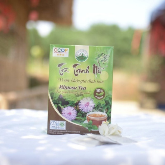 Trà trinh nữ Hùng Anh