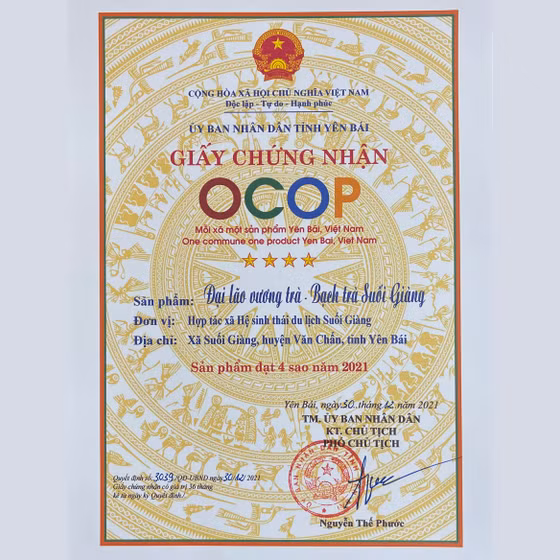 Đại lão vương trà - Bạch trà Suối Giàng