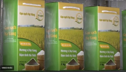 Gạo sạch Hạ Vàng