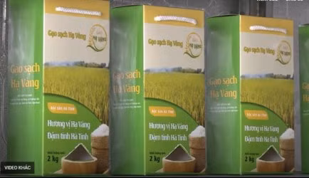 Gạo sạch Hạ Vàng