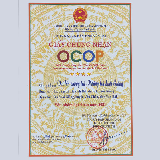 Đại lão vương trà - Hoàng trà Suối Giàng