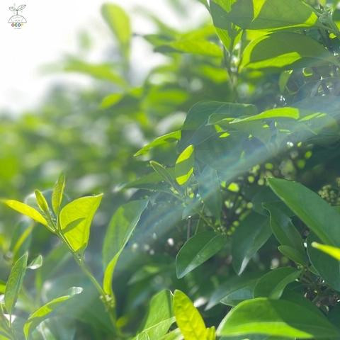 Cao thìa canh Thanh Bình