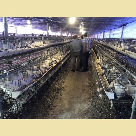 Trứng gà ác Hòa Bắc