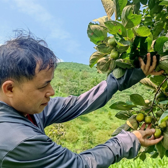 Hồng không hạt Yên Lập