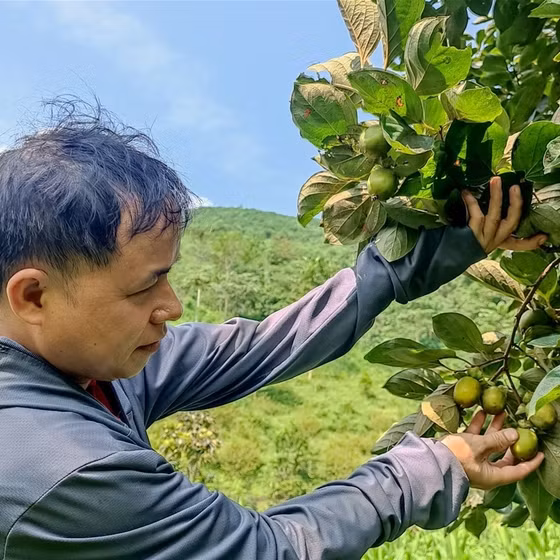 Hồng không hạt Yên Lập