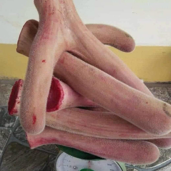 Nhung hươu tươi Hiền Ngọc