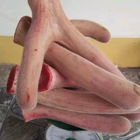 Nhung hươu tươi Hiền Ngọc