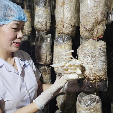 Nấm mộc nhĩ Tuấn Linh