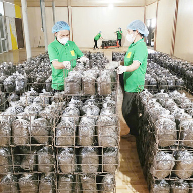 Nấm mộc nhĩ Tuấn Linh