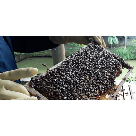 Mật ong hoa rừng xã Thanh Hóa