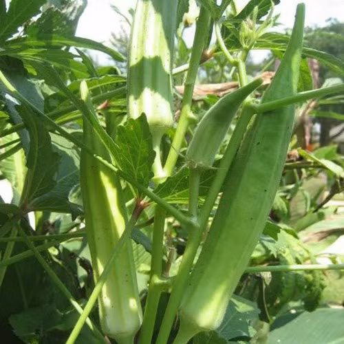 Đậu bắp Túy Loan