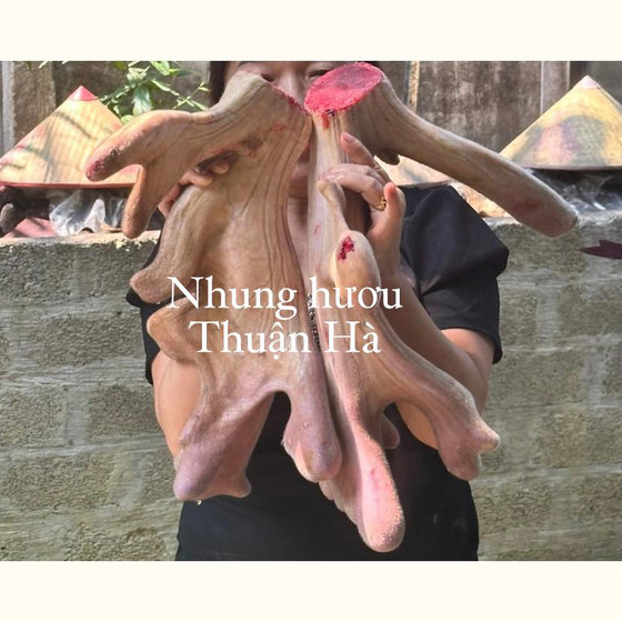 Nhung hươu Hương Sơn Thuận Hà - Nhung hươu bột