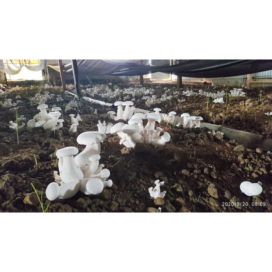 Nấm sò tươi Tuấn Linh