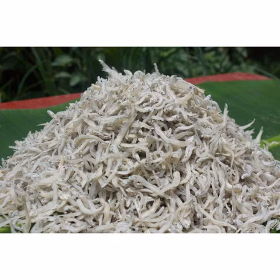 Cá bờm trắng Hải Ninh