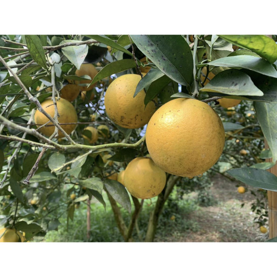 Cam sấy khô Yên Lâm