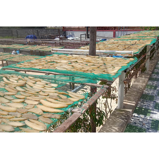 Khoai gieo Như Mận