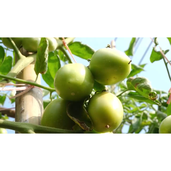 Cà chua Thành Long