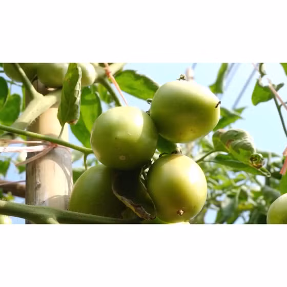 Cà chua Thành Long