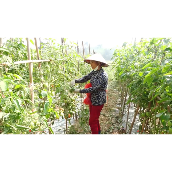 Cà chua Thành Long