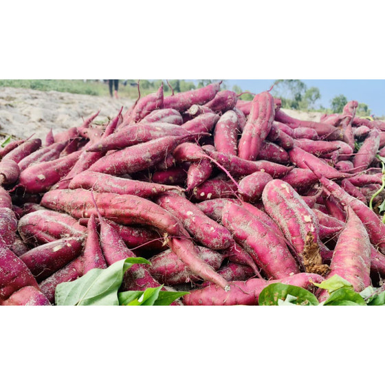 Khoai gieo Lâm Hường