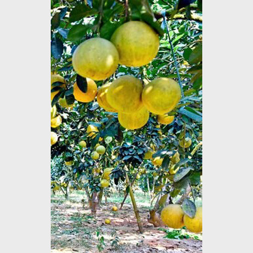 Bưởi Quang Mừng