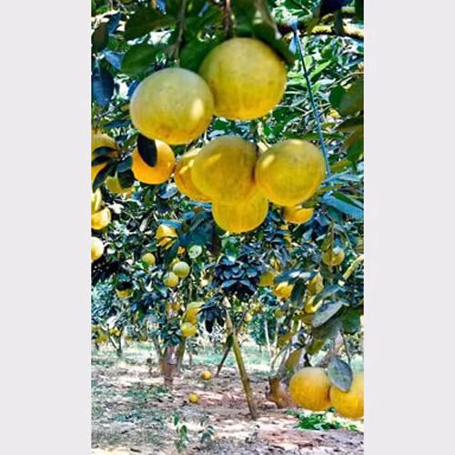 Bưởi Quang Mừng