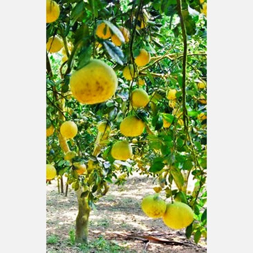 Bưởi Quang Mừng