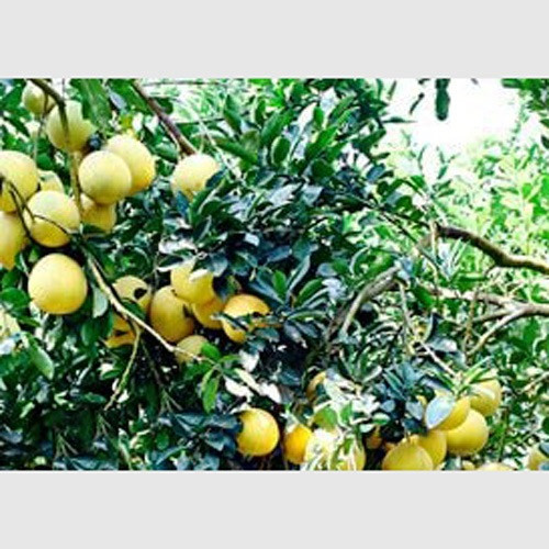 Bưởi Quang Mừng