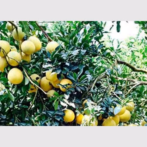 Bưởi Quang Mừng