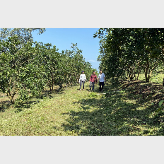 Bưởi Quang Mừng