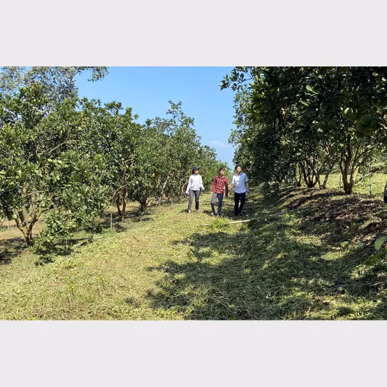 Bưởi Quang Mừng