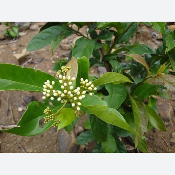 Trà xạ đen Tuấn Linh 