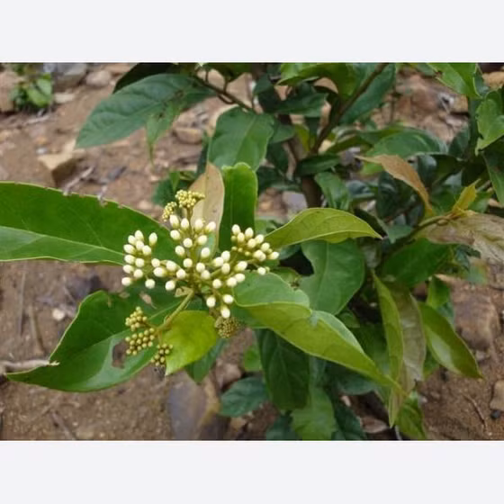 Trà xạ đen Tuấn Linh 